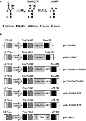 β-Hexosaminidases Along the Secretory Pathway of Nicotiana benthamiana Have Distinct Specificities Toward Engineered Helminth N-Glycans on Recombinant Glycoproteins